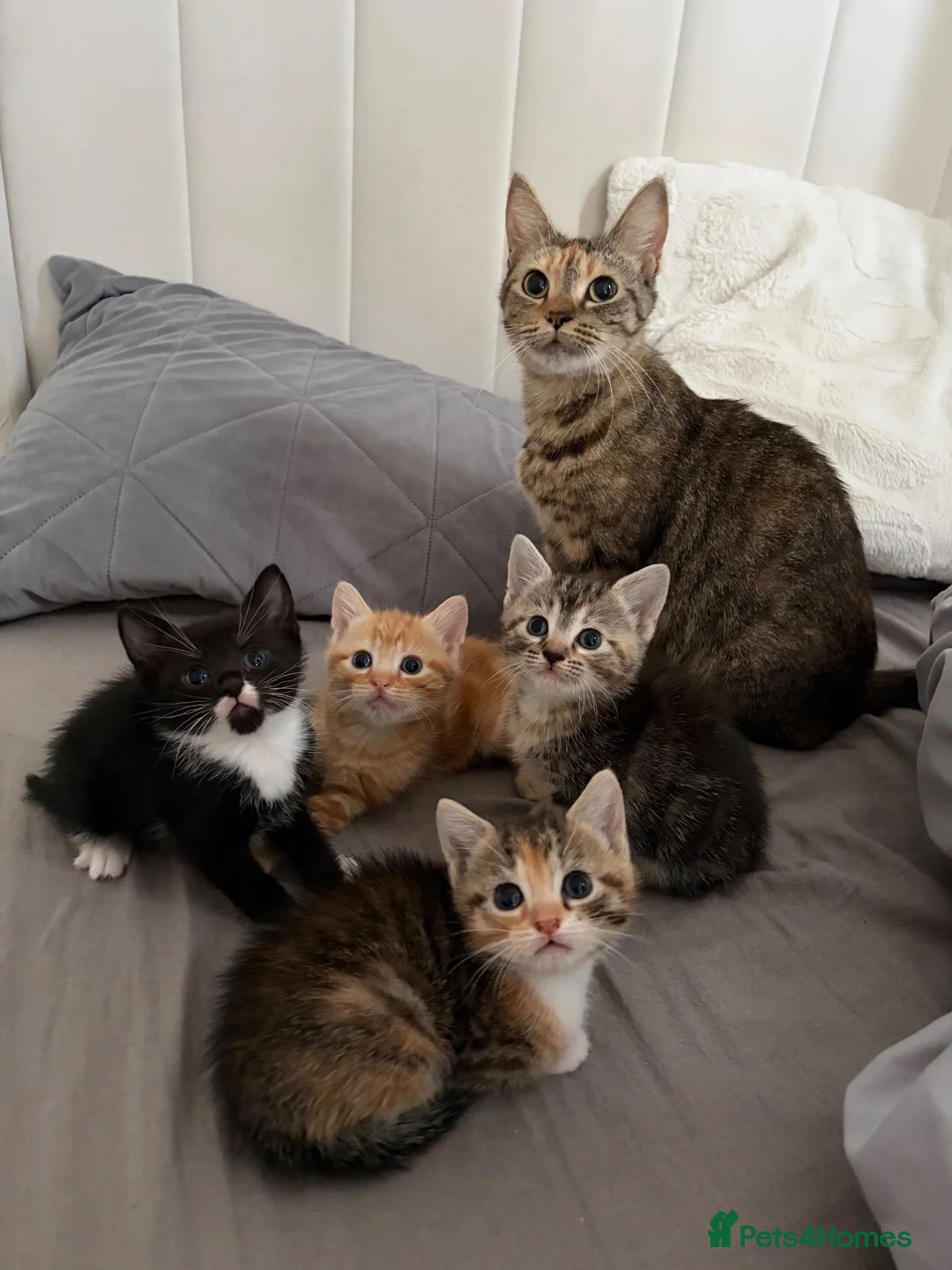 Domestic Shorthair cats for sale: 3 female kittens - Advert 1