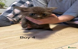 Ragdoll cats for sale: Ragdoll cross siamese kittens  - Image 17