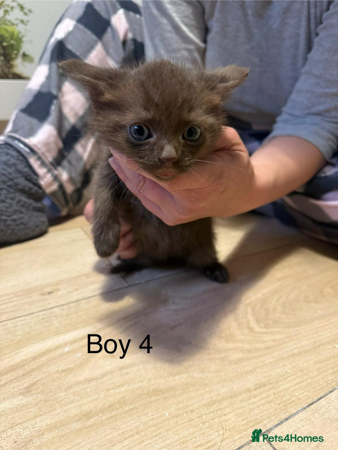Ragdoll cats for sale: Ragdoll cross siamese kittens  - Image 17