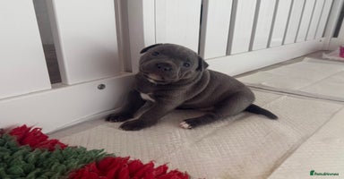 Staffordshire Bull Terrier dogs - Advert 6