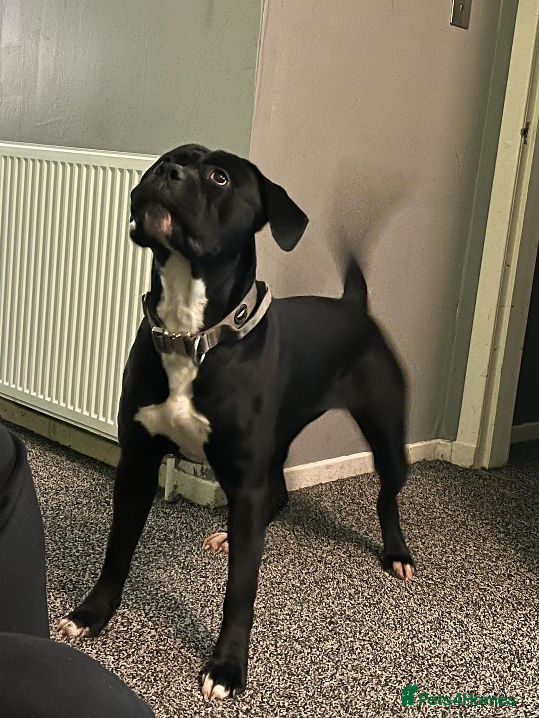 Cane Corso dogs for sale: Full Cane Corso Puppies x5 girls x5 Boys - Advert 1