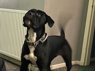 Cane Corso dogs Full Cane Corso Puppies x5 girls x5 Boys - Advert 3