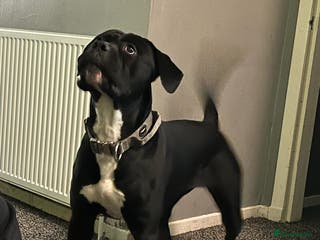 Cane Corso dogs Full Cane Corso Puppies x5 girls x5 Boys - Advert 16