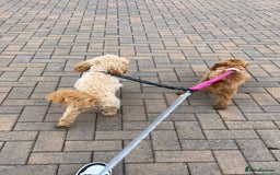 Cavapoo dogs for sale: Cavapoo pup - Image 7