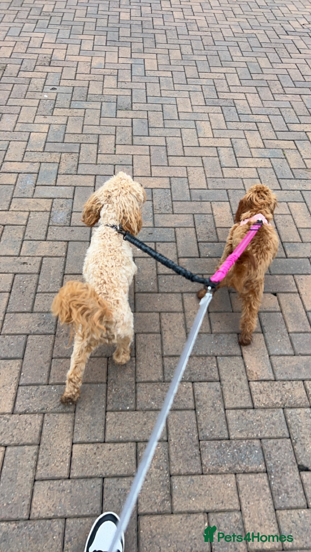Cavapoo dogs for sale: Cavapoo pup - Image 7