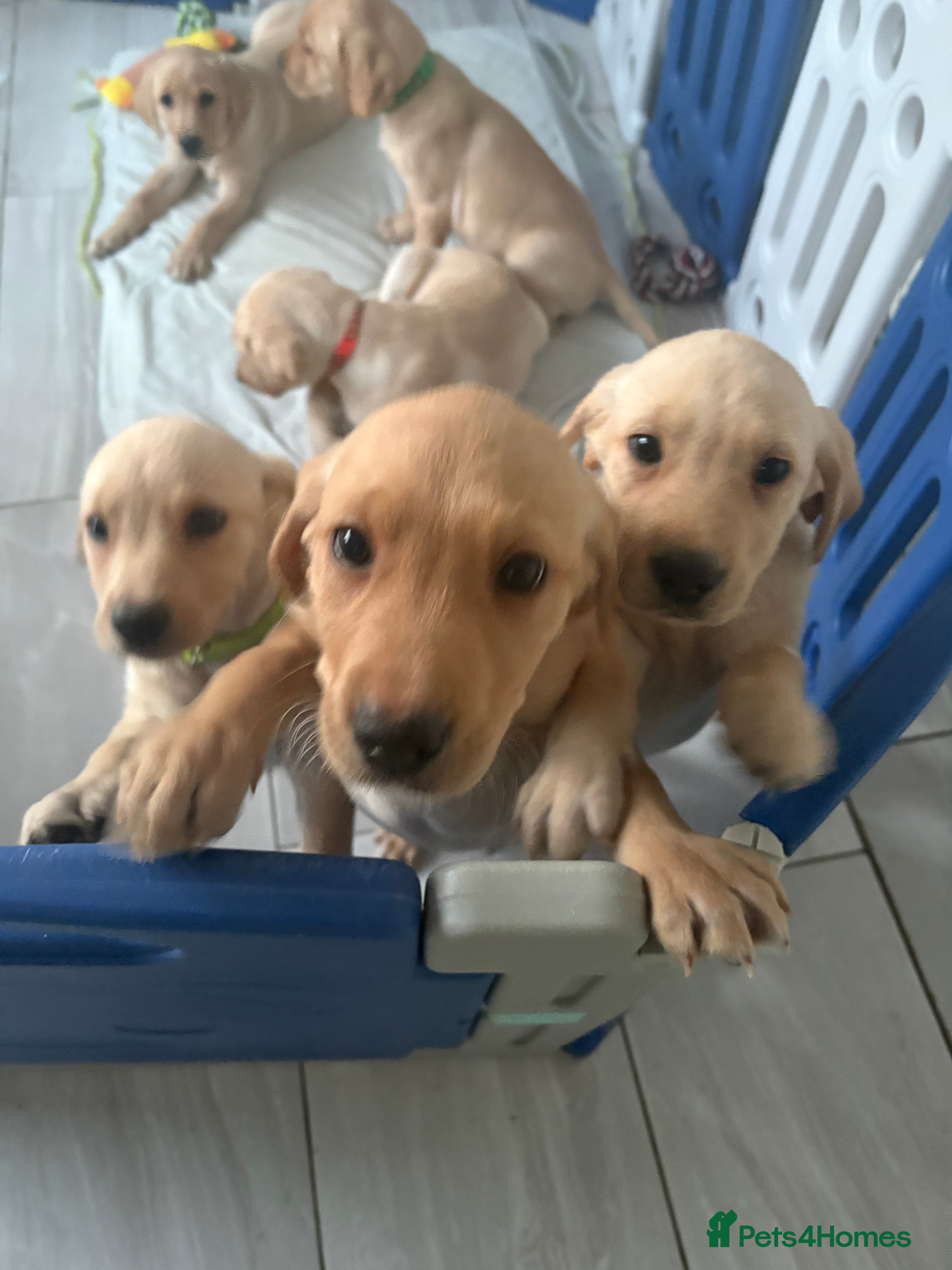 Labrador Retriever dogs 3 PUPS LEFT!! KC registered Labrador Puppies  - Advert 10