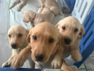 Labrador Retriever dogs 3 PUPS LEFT!! KC registered Labrador Puppies - Advert 10