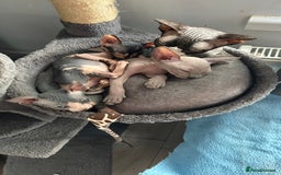 Sphynx cats for sale: Adorable Canadian sphinx - Image 4