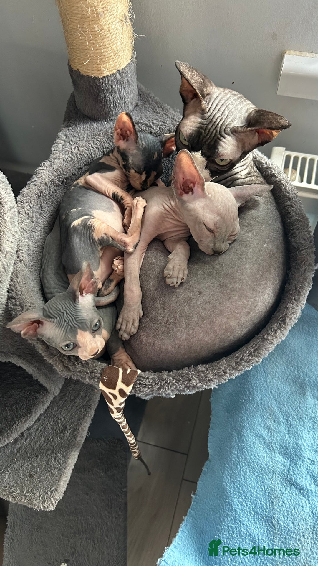 Sphynx cats for sale: Adorable Canadian sphinx - Image 4