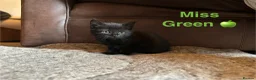 Domestic Shorthair cats for sale: ⭐️READY NOW!! ⭐️Gorgeous Black kittens🐈‍⬛ - Advert 2