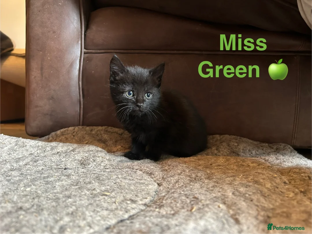 Domestic Shorthair cats for sale: ⭐️READY NOW!! ⭐️Gorgeous Black kittens🐈‍⬛ - Advert 2