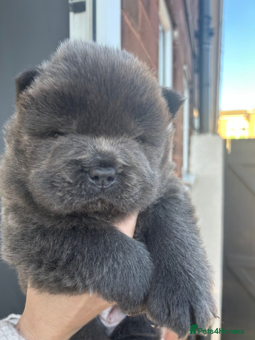 Chow Chow dogs for sale: Chow Chow puppy (top blood lines) - Advert 4