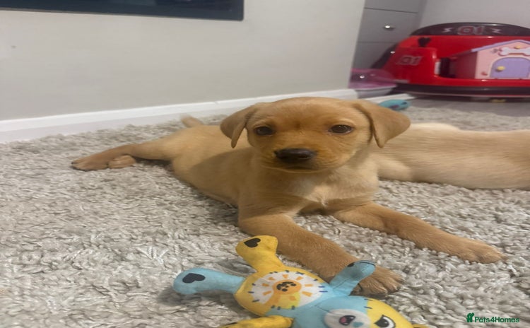 Labrador Retriever dogs - Advert 16