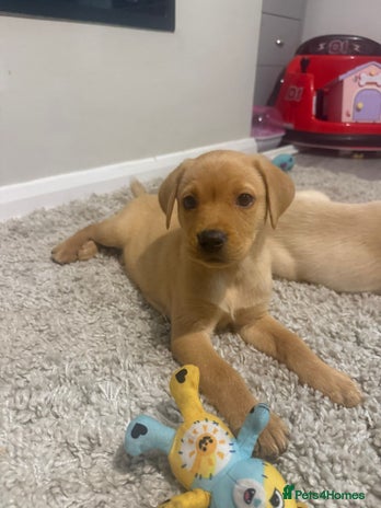 Labrador Retriever dogs - Advert 1