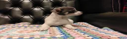 Chihuahua dogs for sale: Chihuahua Puppies for sale, Ready for loving homes - Advert 34