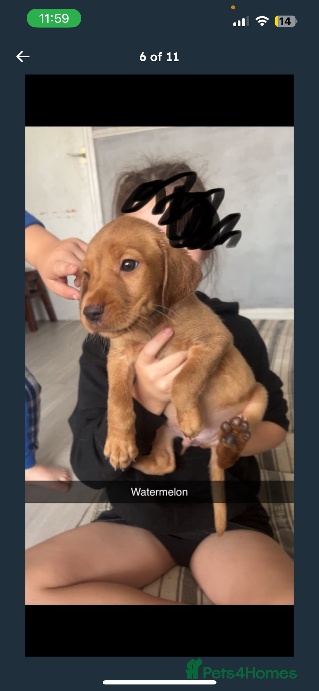 Labrador Retriever dogs for sale: Labrador Pups - Image 10
