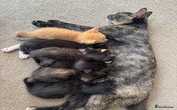Mixed Breed cats for sale: Mixed litter  - Image 1