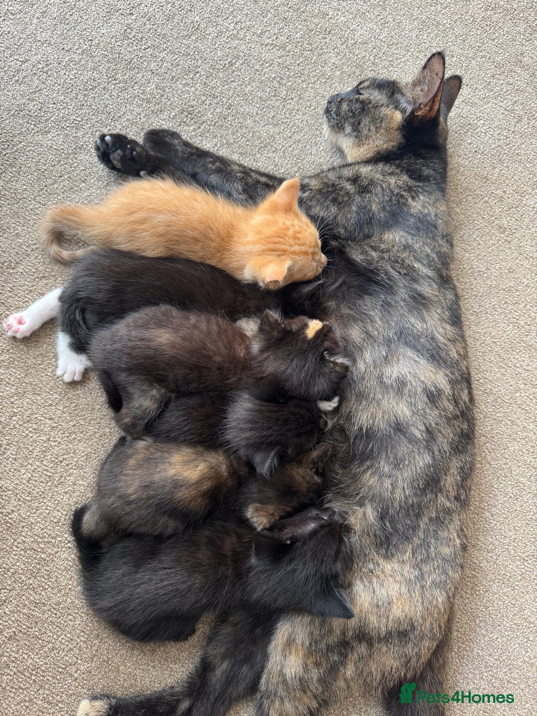 Mixed Breed cats for sale: Mixed litter  - Image 1