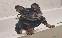 French Bulldog dogs for stud: Black and Tan boy - Image 2