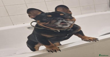 French Bulldog dogs - Advert 3