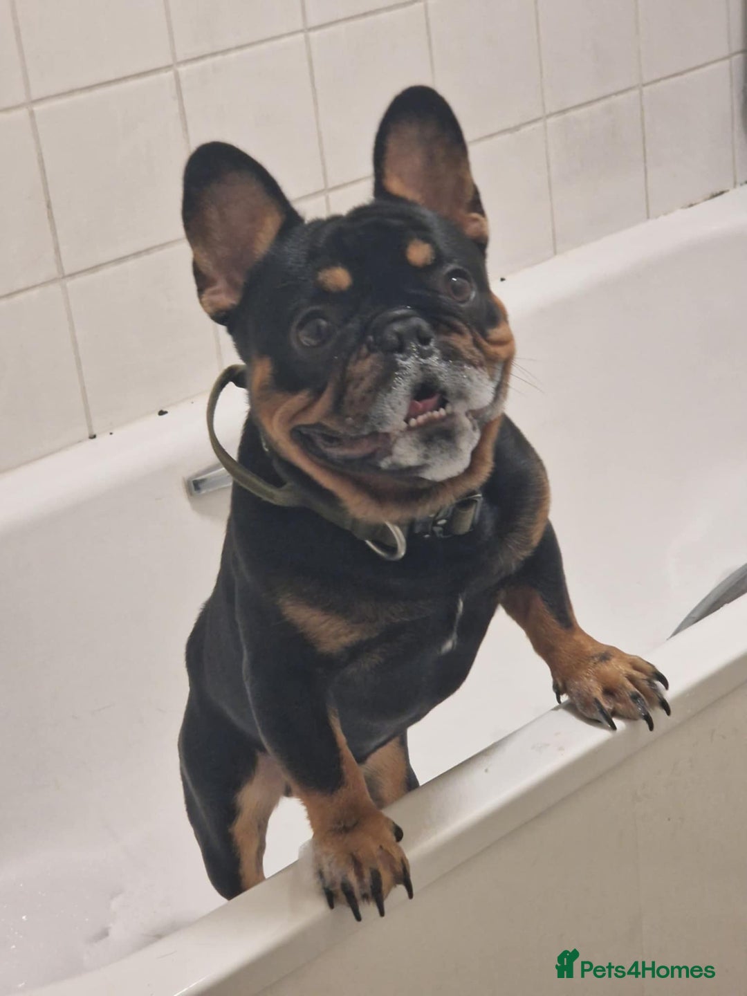 French Bulldog dogs for stud: Black and Tan boy - Image 2