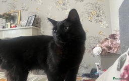 Domestic Shorthair cats for sale: FREE! Gorgeous Blackish Brown kitten - Image 2