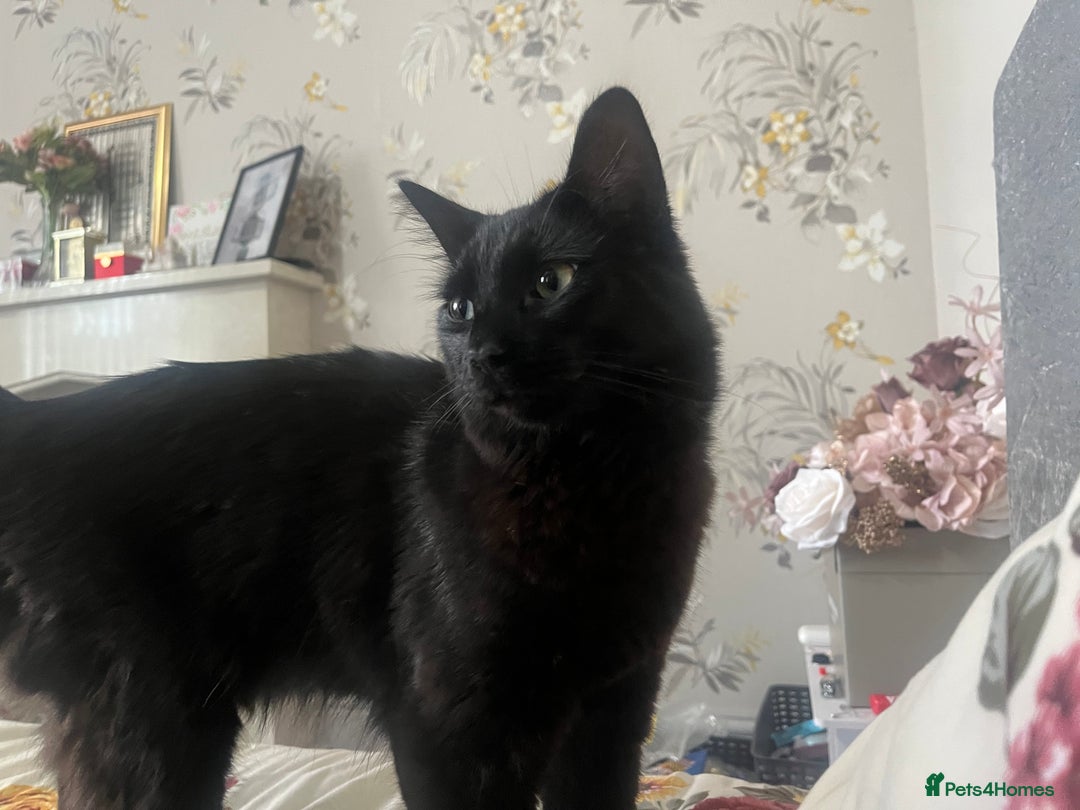 Domestic Shorthair cats for sale: FREE! Gorgeous Blackish Brown kitten - Image 2