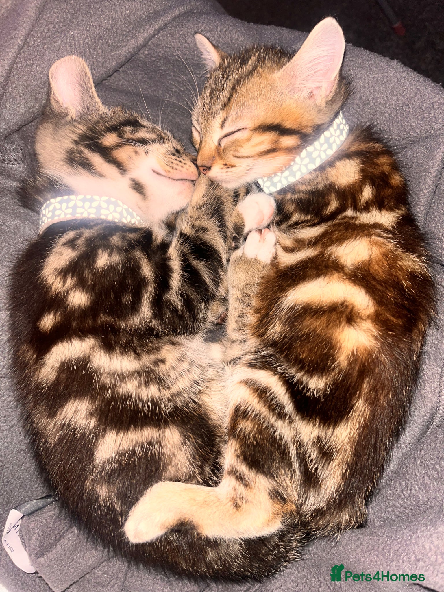 Mixed Breed cats Russian blue x Bengal (READY NOW)🔥🩷 - Advert 2