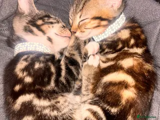 Mixed Breed cats Russian blue x Bengal (READY NOW)🔥🩷 - Advert 2