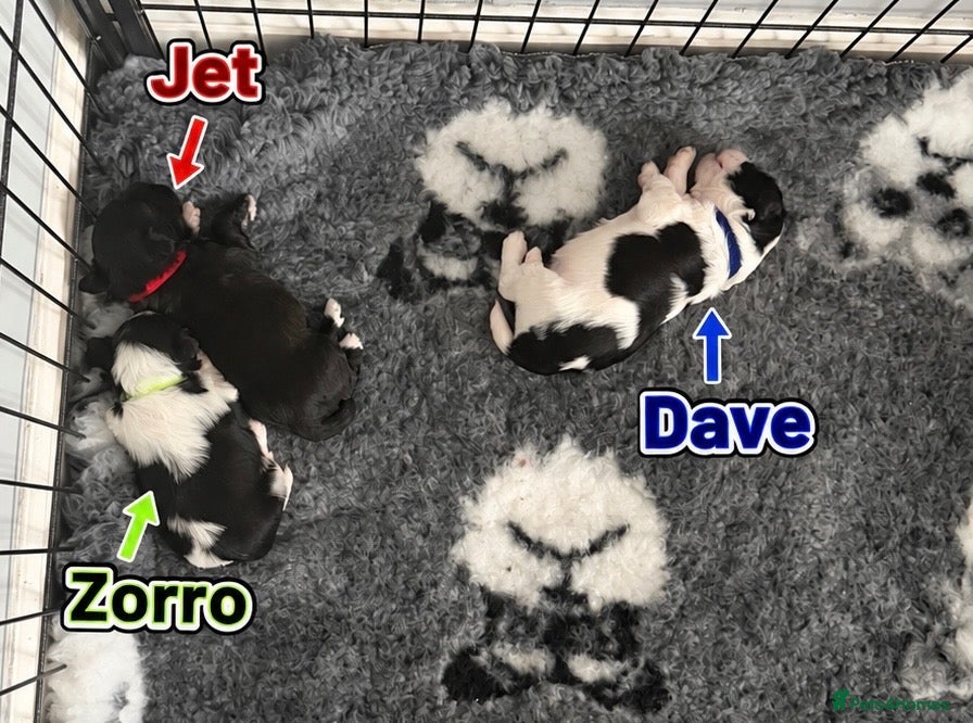 Miniature Schnauzer dogs KC Registered Miniature Schnauzer 3 Boys Available - Advert 1