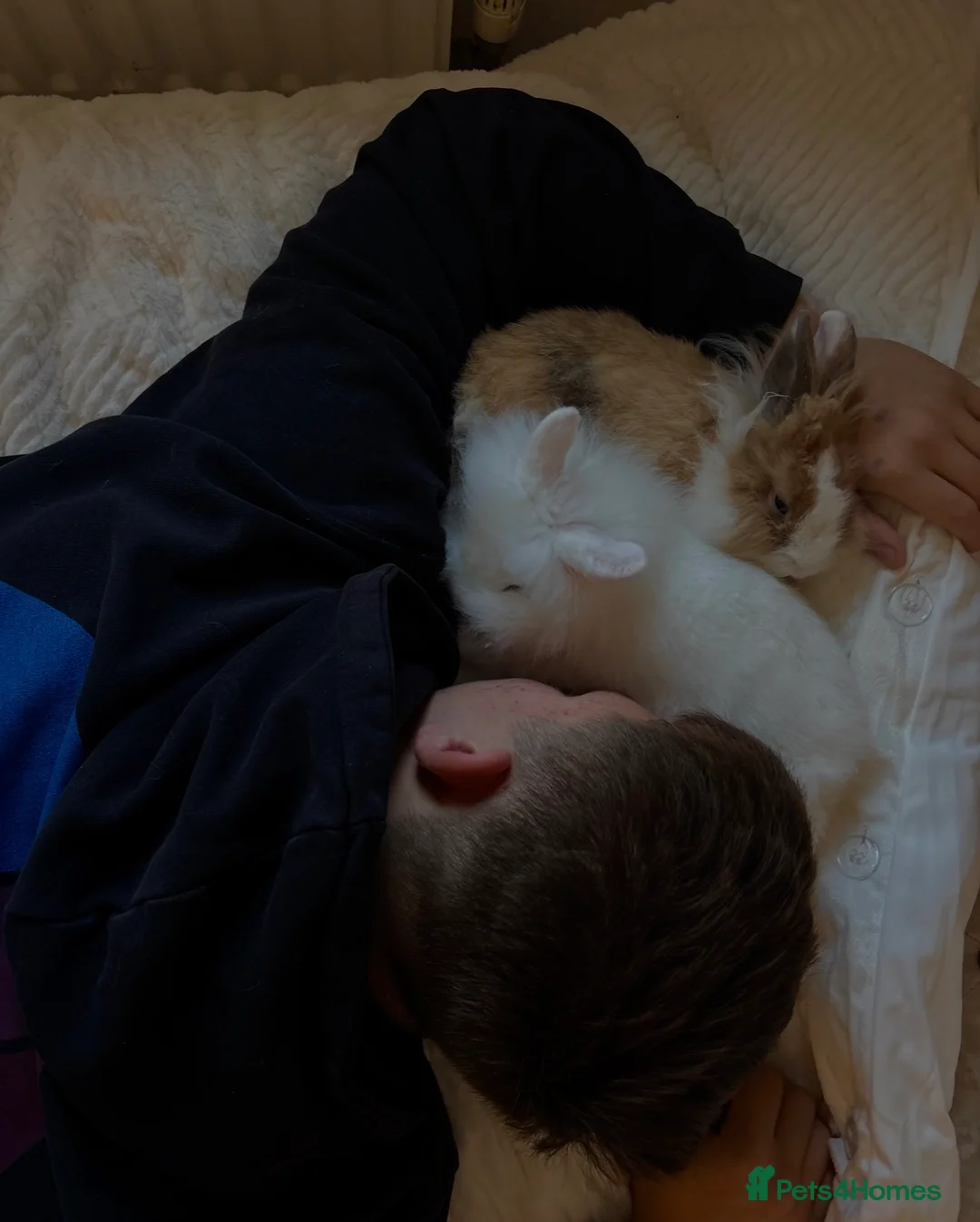 Lionhead rabbits for sale: friendly lionhead rabbits (includes everything)  - Advert 3
