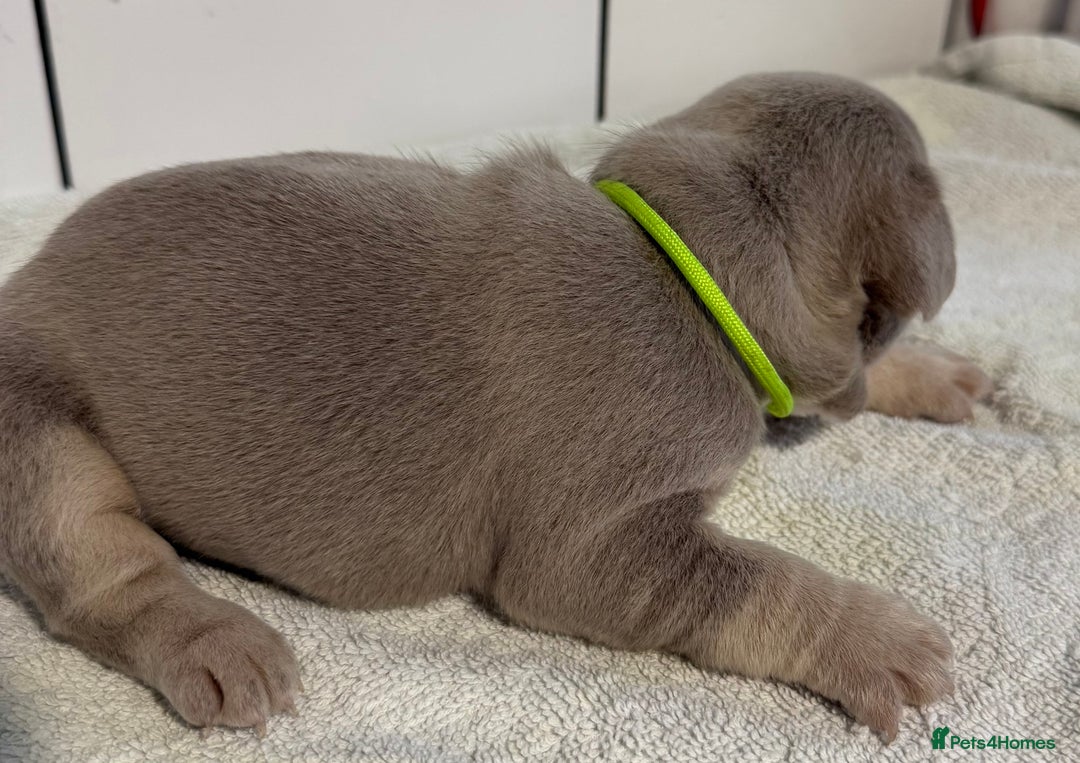 French Bulldog dogs for sale: French bulldog puppies - Image 14