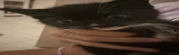 Mixed Breed cats for sale: Kittens for sale  in Cambridge - Advert 3