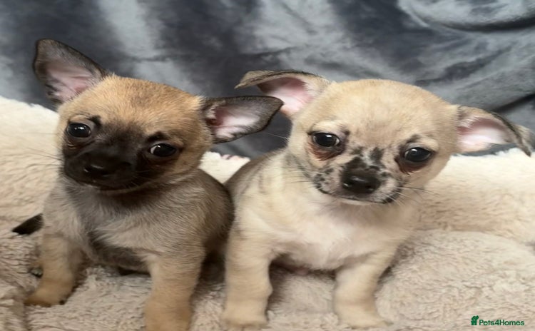 Chihuahua dogs - Advert 1