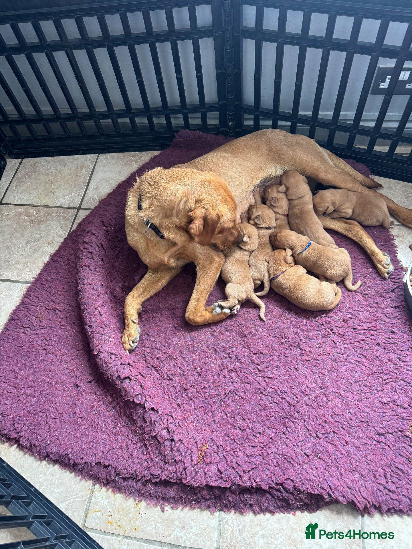 Labrador Retriever dogs KC Registered Labrador Pups, Mum/Dad Health Tested - Advert 1