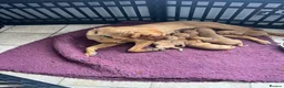 Labrador Retriever dogs for sale: KC Registered Labrador Pups, Mum/Dad Health Tested - Advert 1