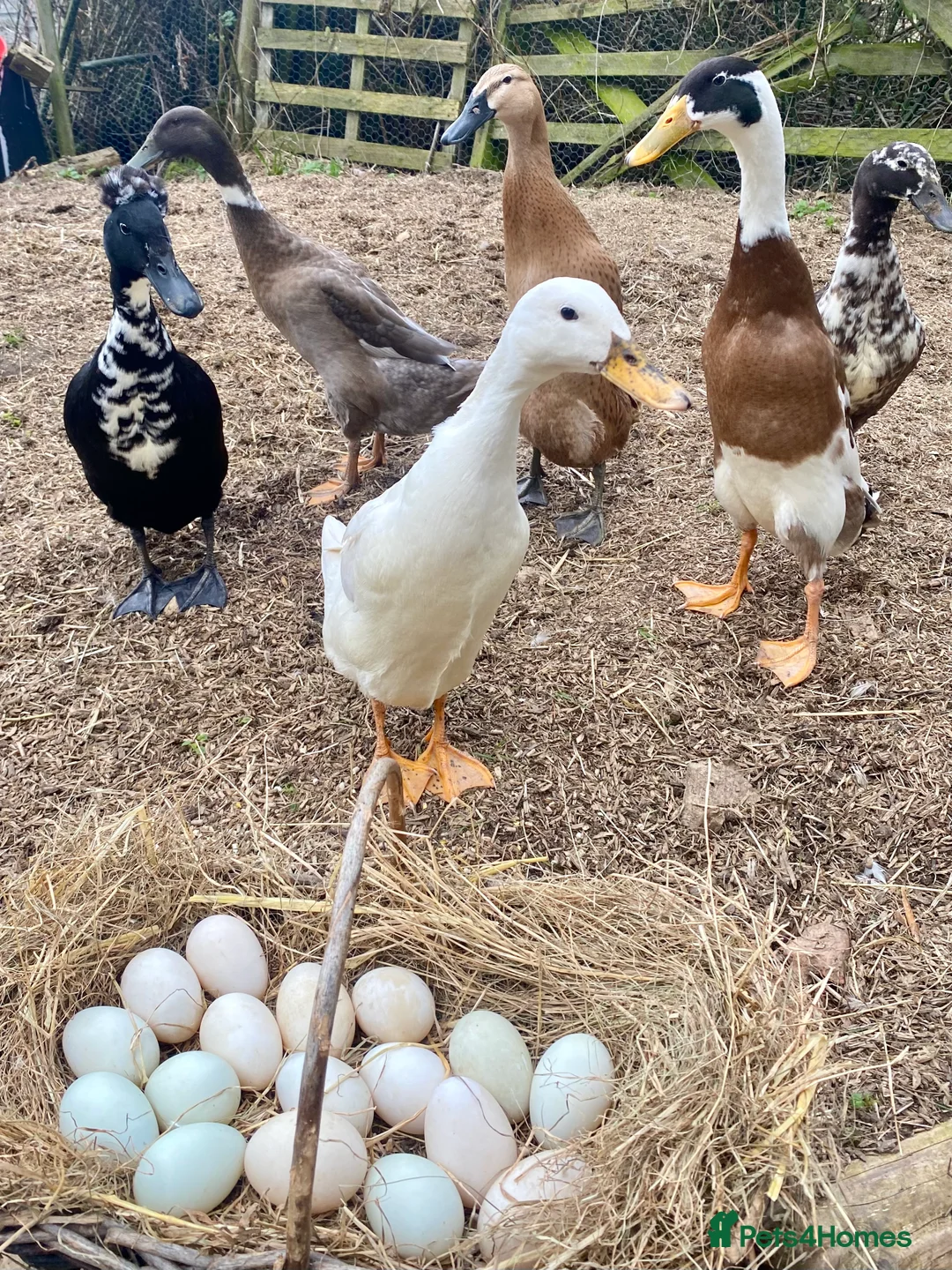Ducks poultry for sale: Indian Runner Duck Hatching Eggs and Ducklings - Advert 1