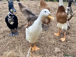 Ducks poultry Indian Runner Duck Hatching Eggs and Ducklings - Advert 4