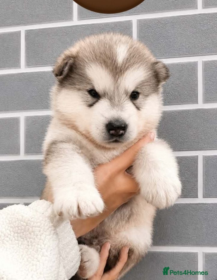 Alaskan Malamute dogs Top class alaskan malamutes  - Advert 4