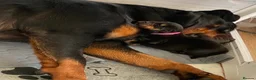 Rottweiler dogs for sale: Beautiful KC Rottweiler puppies ready 18.10.26 - Advert 2