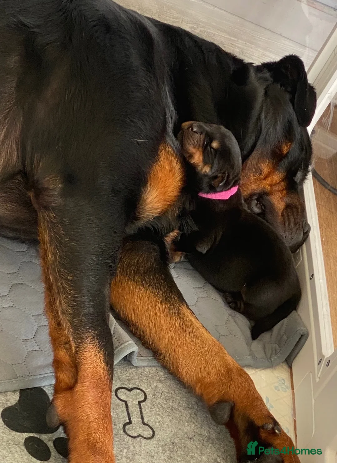 Rottweiler dogs for sale: Beautiful KC Rottweiler puppies ready 18.10.26 - Advert 2