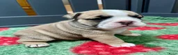 English Bulldog dogs for sale: Stunning litter of kc reg English bulldog puppies  - Advert 10