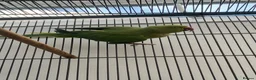 Mixed Breed birds for sale: Indian ringneck and Alexandrine parrot  - Advert 2