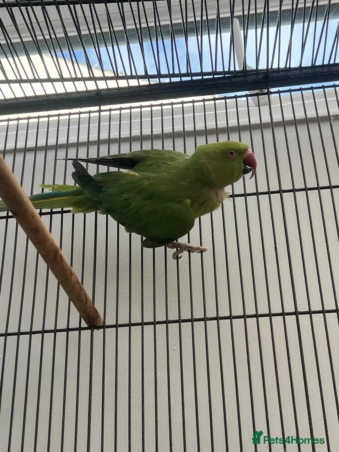 Mixed Breed birds for sale: Indian ringneck and Alexandrine parrot  - Advert 2