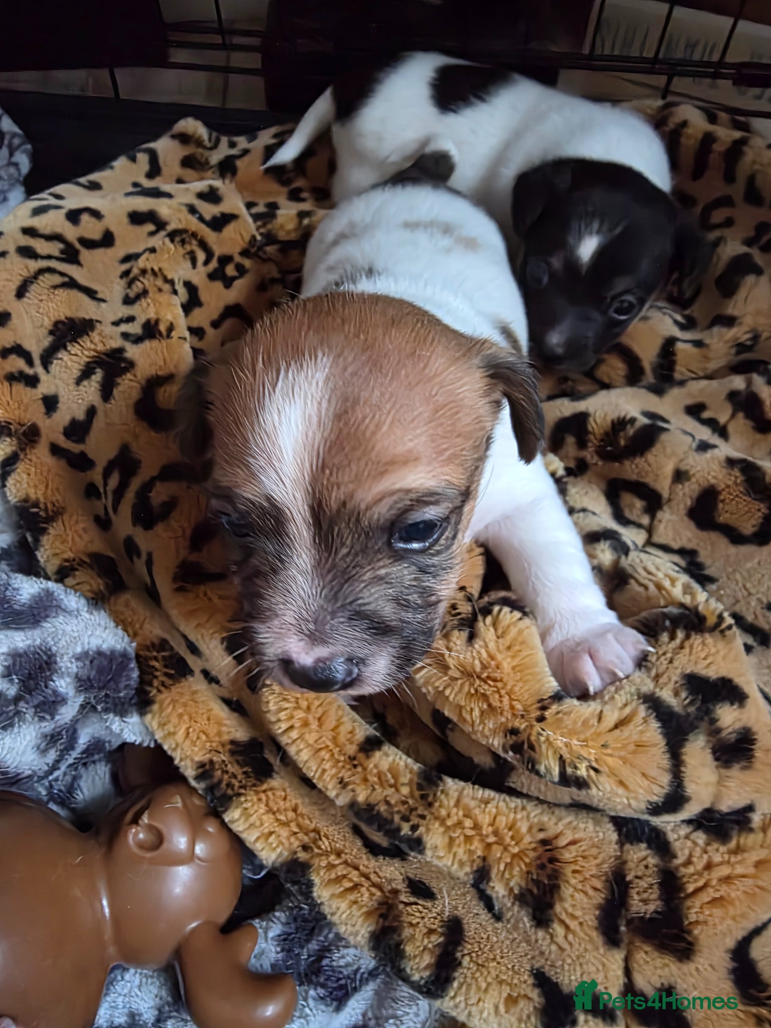 Jack Russell dogs Two beautiful boys  - Advert 7