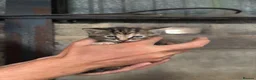 Mixed Breed cats for sale: Beautiful litter of active and playful farm kitten - Advert 11