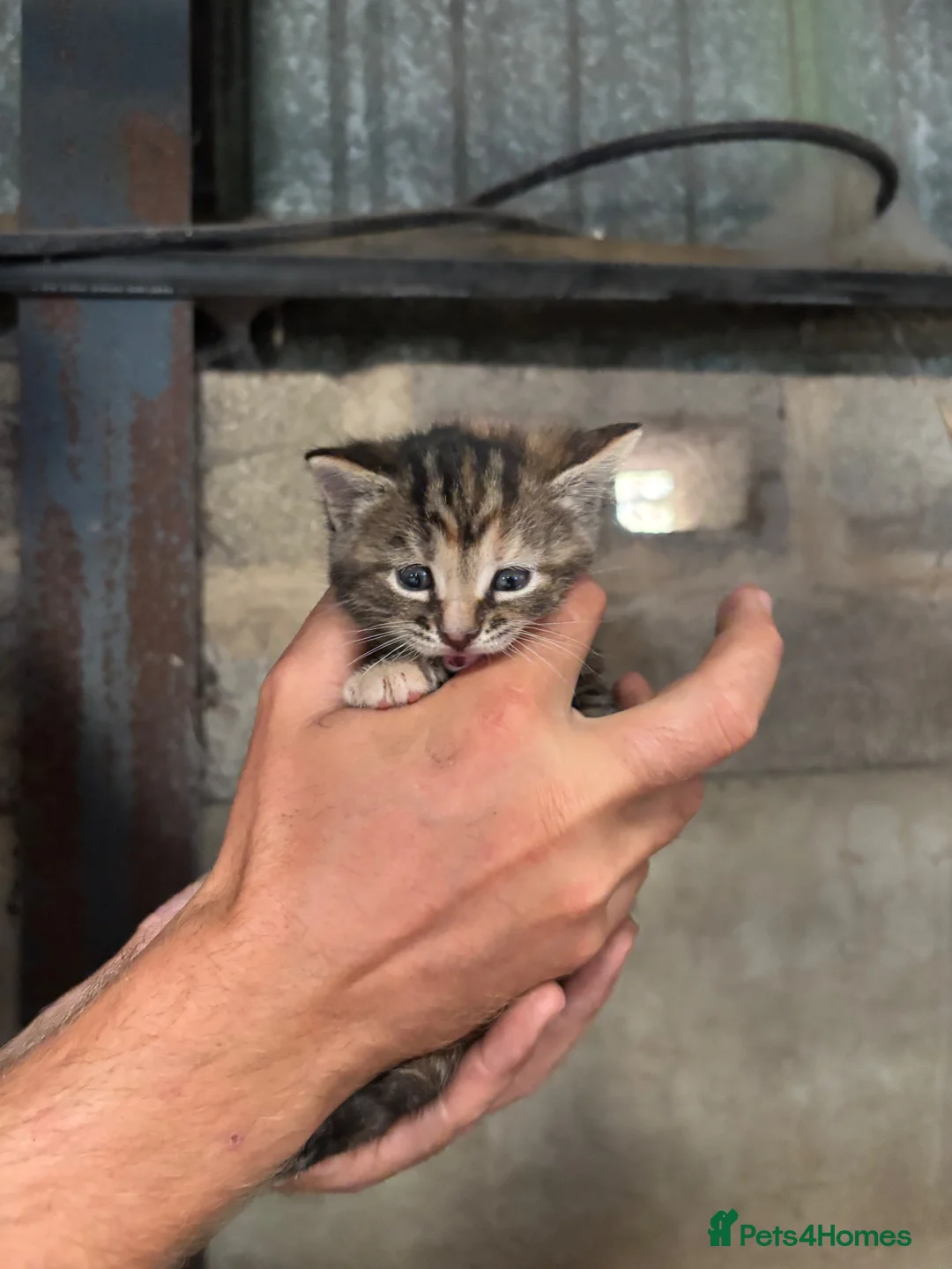 Mixed Breed cats for sale: Beautiful litter of active and playful farm kitten - Advert 11