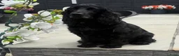 Cocker Spaniel dogs for sale: Stunning show cocker spaniels - Advert 11