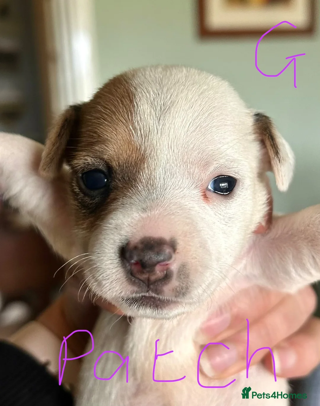 Jack Russell dogs for sale: Gorgeous Jack Russell Puppies - Advert 11