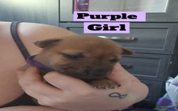 Mixed Breed dogs for sale: Belgian Malinois X Shar-pei puppies  - Image 12
